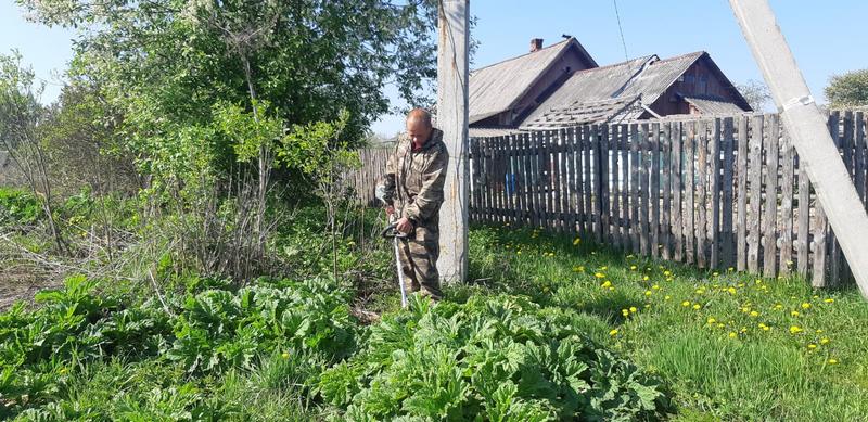 На территории поселения активно продолжается борьба с борщевиком Сосновского..